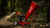 forest.png
